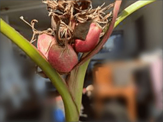 島バナナの勉強の一環でアケビバナナを育てている