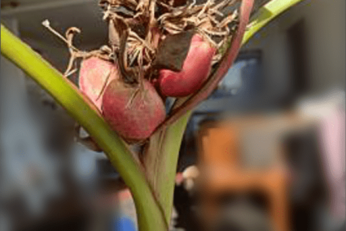 アケビバナナの生育（2020/12/31）／ 収穫