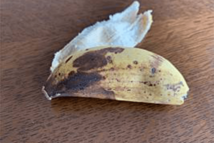 冬の島バナナは難しい