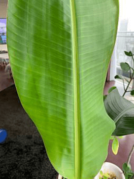 島バナナを知るため参考にアケビバナナを観察