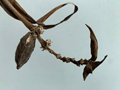 島バナナを知るために育てているアケビバナナ