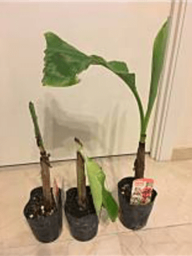 島バナナを知るため参考にアケビバナナを育てはじめた頃