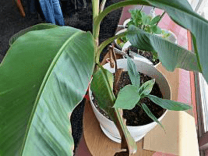 島バナナを知るために参考にアケビバナナを育てる