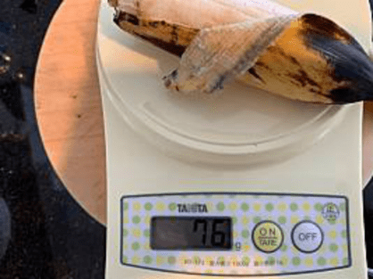 島バナナの研究で、フィリピン産バナナの重さを測る