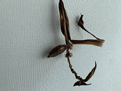 島バナナを知るために育てているアケビバナナの様子