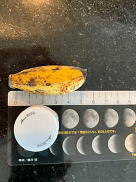 島バナナのサイズ測定