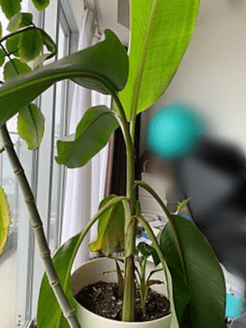 島バナナの研究のため参考に栽培しているアケビバナナ