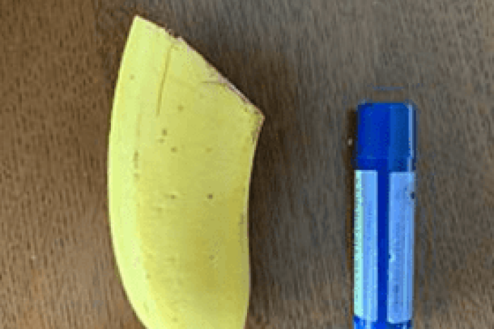 糖度を計測. 10／キャンベンディッシュ 23.4