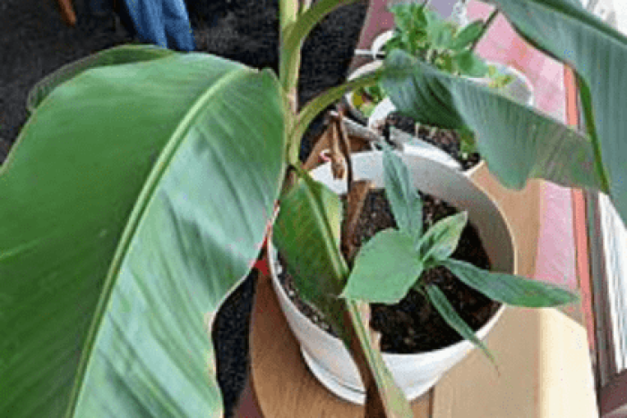 アケビバナナの生育（2021/04/08）