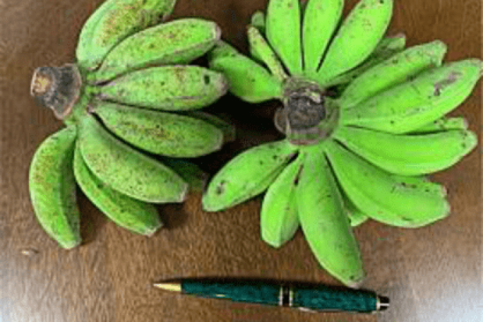 糖度を計測. 9／島バナナ 19.8