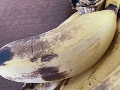 徳之島産の島バナナの縦縞