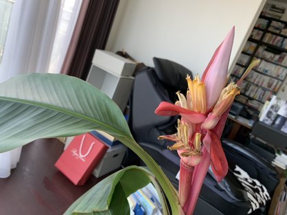 島バナナを知るために育てているアケビバナナの様子2