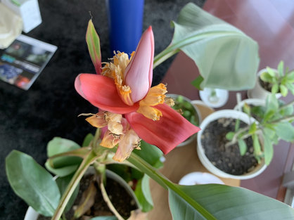 島バナナを知るために参考にアケビバナナを育て実ができた