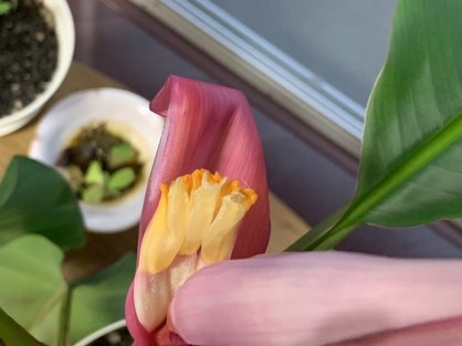 島バナナを知るために参考にアケビバナナを育て蕾が出てきた