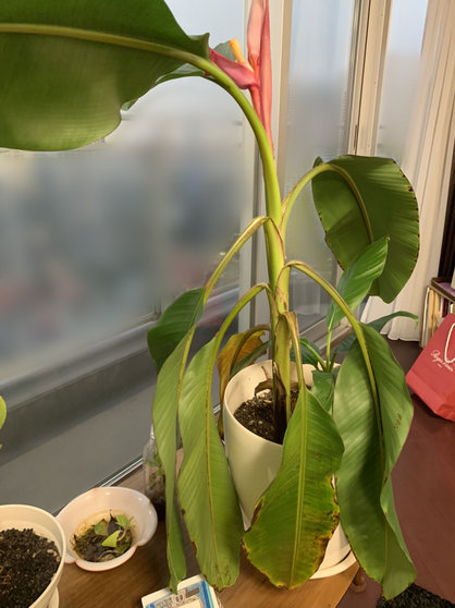 島バナナを知るために育てているアケビバナナ全貌