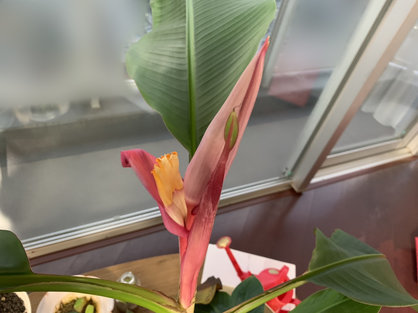 島バナナを知るために育てているアケビバナナの様子2