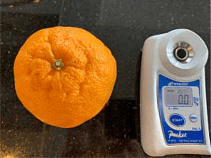 島バナナの研究で、参考にデコポンの糖度を測る