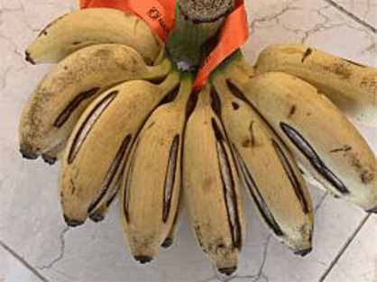 縦に裂けてきた島バナナ