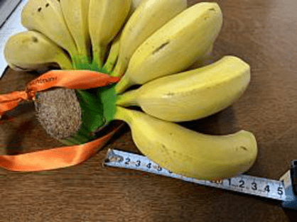 徳之島産の島バナナのサイズ