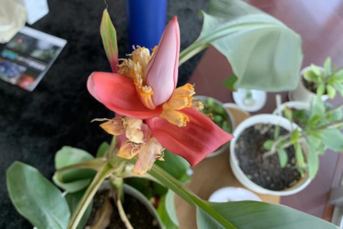 アケビバナナの生育（2021/05/23）