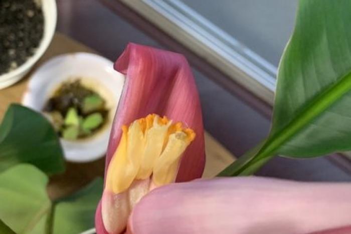 アケビバナナの生育（2021/05/19）