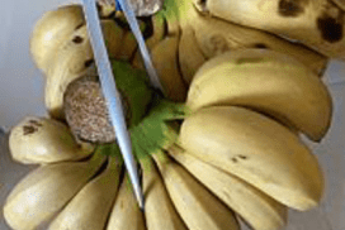 徳之島の島バナナ. 1