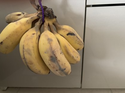 島バナナ研究で、銀バナナを追熟