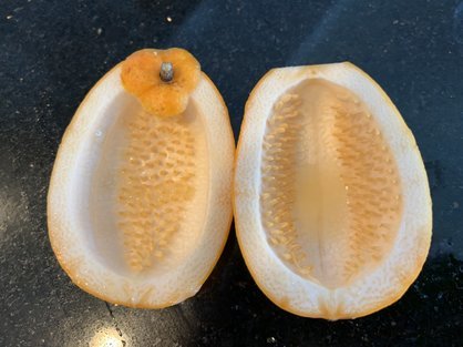 島バナナ研究の一環で沖縄県産熱帯果樹ミズレモンを観察