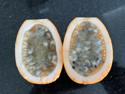 島バナナ研究の一環で沖縄県産熱帯果樹ミズレモンを切る