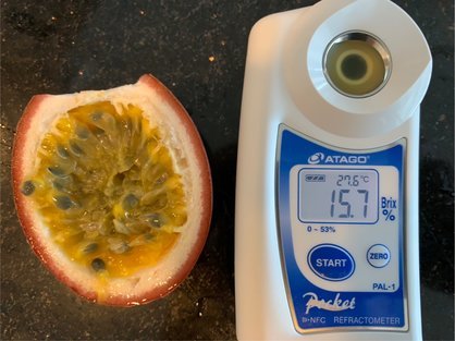 島バナナ研究の一環で沖縄県産熱帯果樹パッションフルーツの糖度を計測