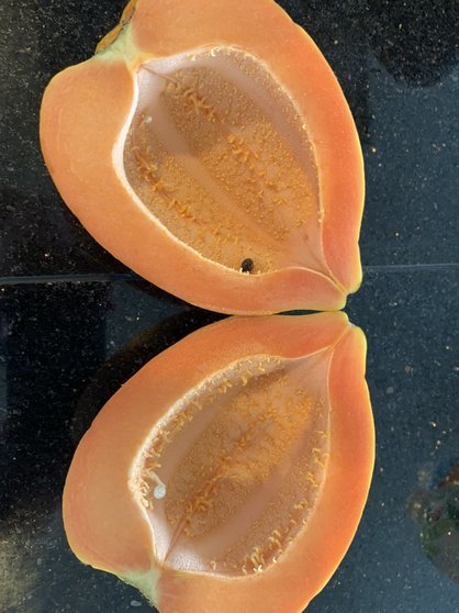 島バナナ研究の一環で、沖縄県産の熱帯果樹を食べる／パパイヤ