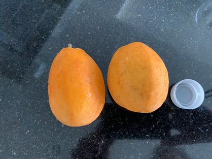 島バナナ研究の一環で沖縄県産熱帯果樹ミズレモンを入手