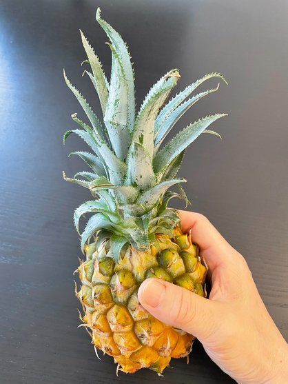 島バナナの勉強の途中、沖縄県産パイナップルに出会った