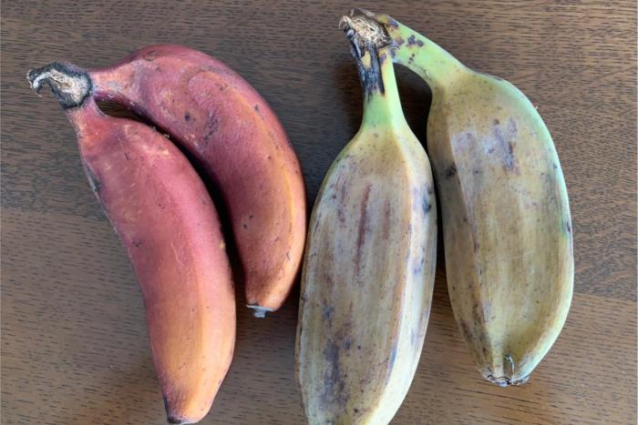 【島バナナ研究の一環】モラードバナナとカルダバ 2021/06/27