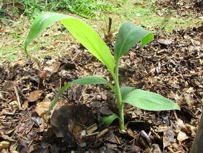 島バナナの苗の定植_斜め上から撮影