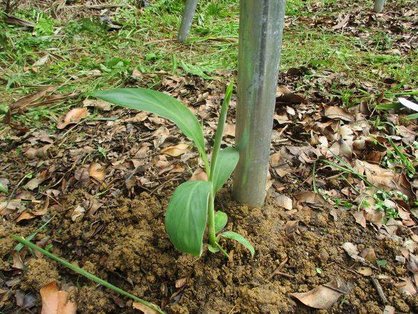 島バナナの苗(森田株)の定植_斜め上から撮影