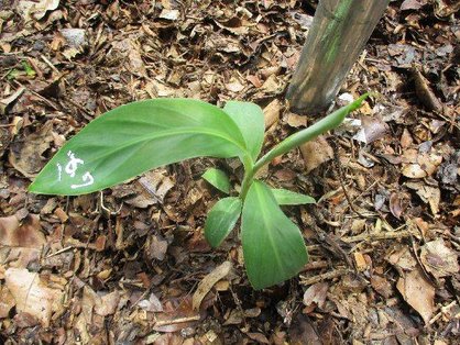 島バナナの苗(森田株)の定植_上から撮影