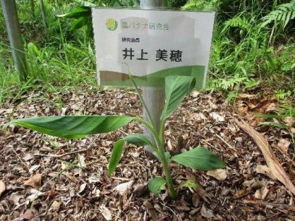 2021年7月11日測定時の島バナナの苗(井上株)