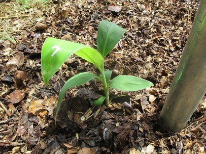 島バナの苗の定植_上から撮影