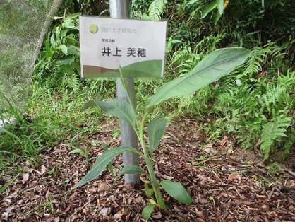 台風でも倒れなかった島バナナの苗