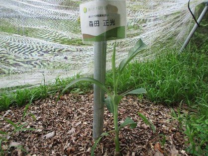 台風を経ての島バナナの苗(森田株)