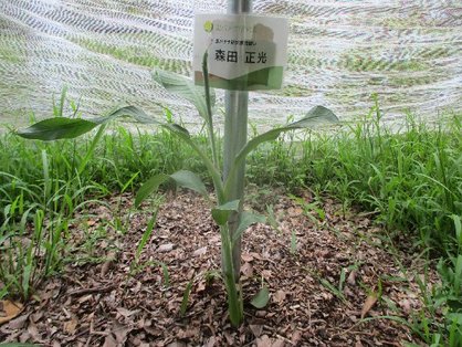 島バナナの株Aがだんだん成長している様子