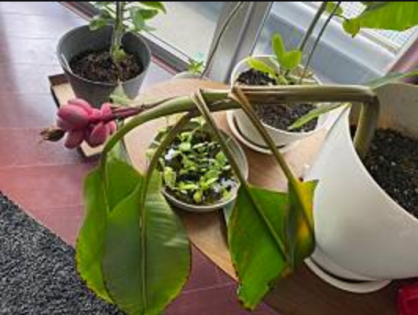 島バナナを知るために参考にアケビバナナを育て実ができた