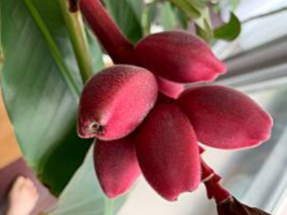 島バナナを知るために育てているアケビバナナの様子2