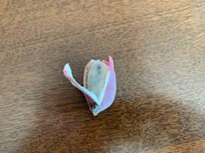 島バナナを知るために育てているアケビバナナの様子2