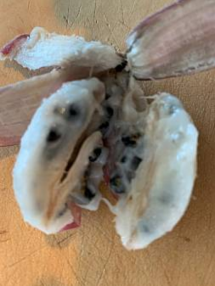 島バナナを知るために育てているアケビバナナの様子2