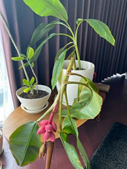 島バナナを知るために育てているアケビバナナ全貌