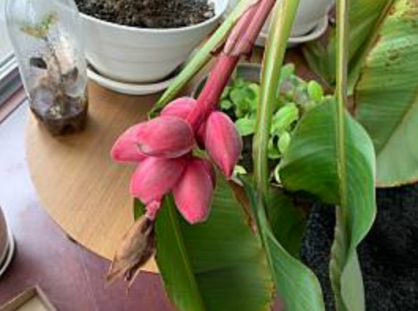 島バナナを知るために育てているアケビバナナの様子2