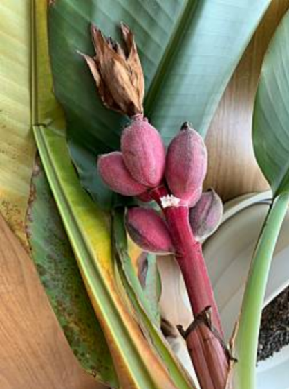 島バナナを知るために参考にアケビバナナを育て実ができた