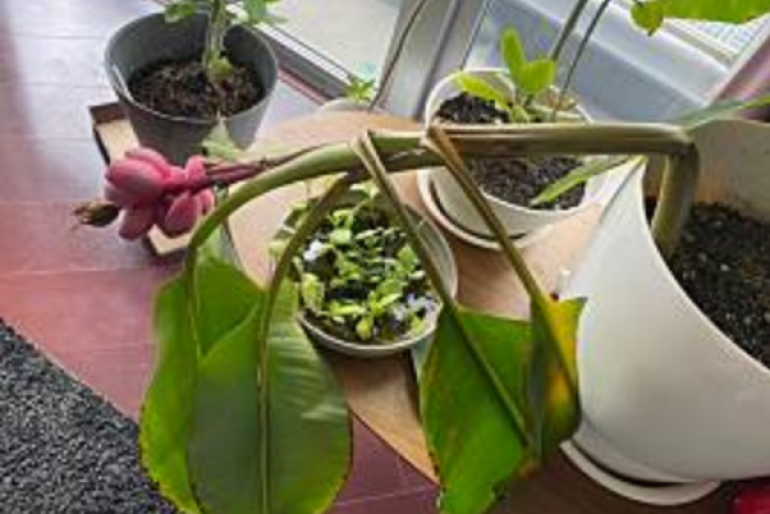 【島バナナ研究の一環】アケビバナナの生育 2021/7/31